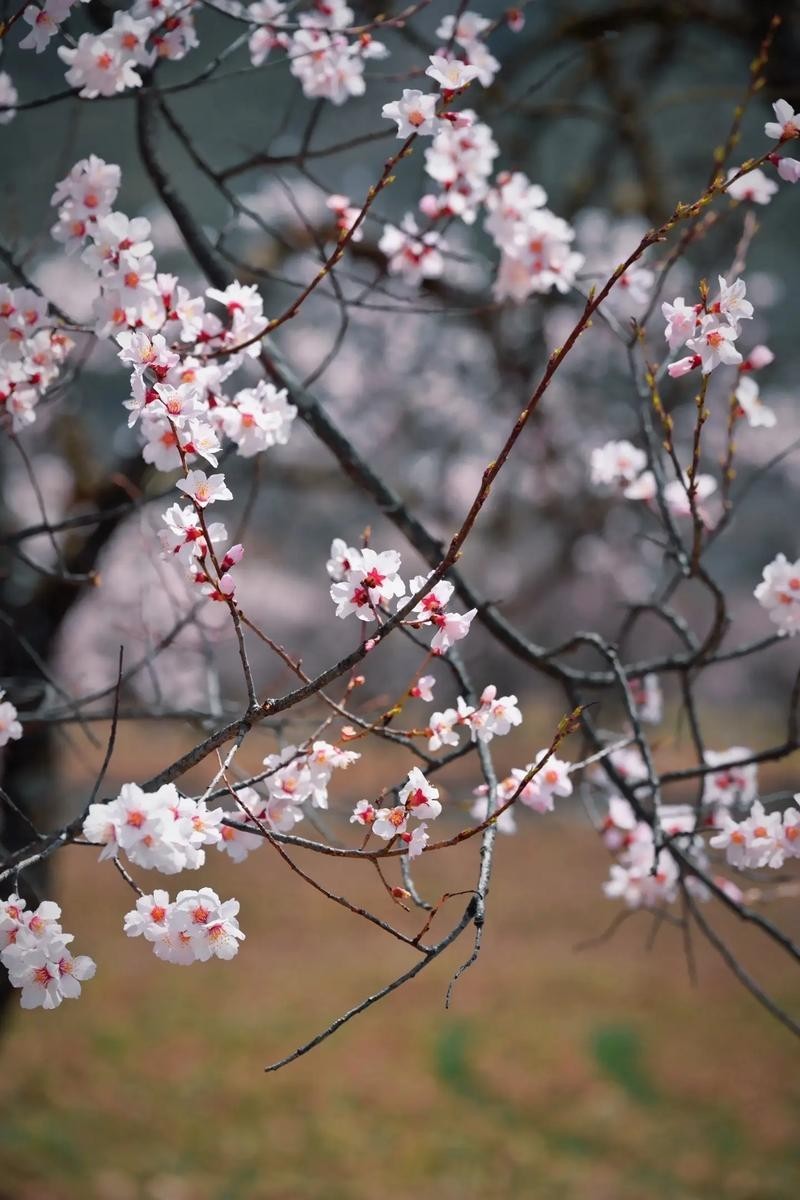 Lhasa + Nyingchi Traditional Tour